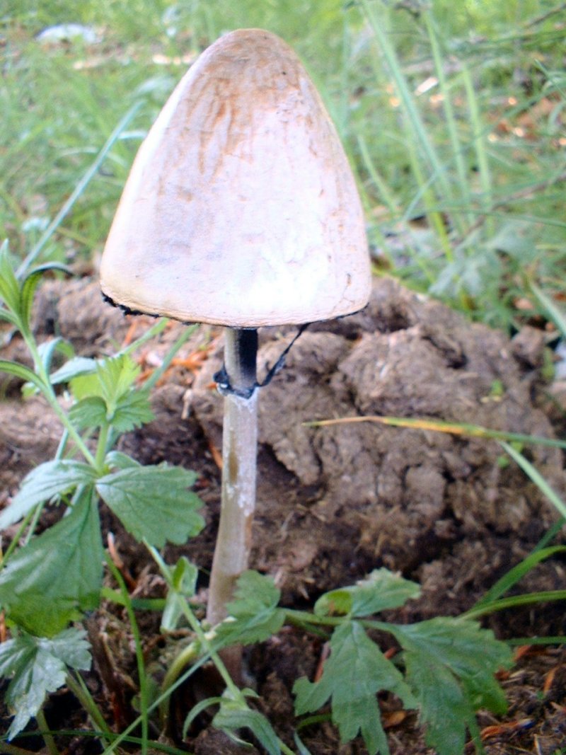 Calvatia utriformis